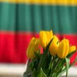 Yellow tulips against the Lithuanian flag in the background.